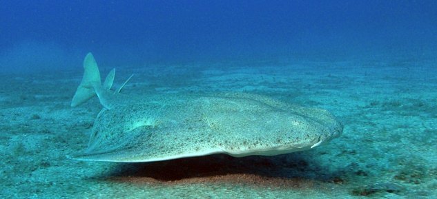 Requin ange (Squatina squatina) dans les eaux des Canaries — symbole d'Aquasport Diving