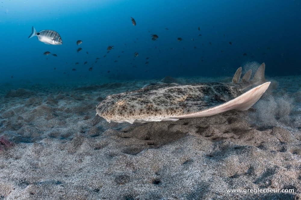 Plongeur explorant les fonds marins de Lanzarote